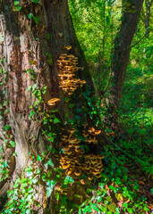Honey mushrooms in their natural environment in green forest grow on old tree thunk in a large colony. They are edible mushrooms