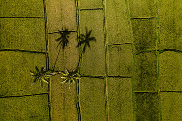 Rizières balinaise shootées depuis un drône