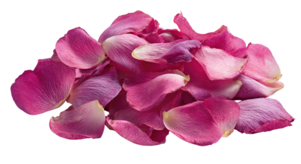 Cluster of vibrant pink rose petals