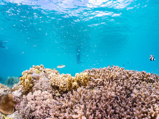 デバスズメダイ, Blue green damselfish, Chromis viridis, Blue green chromis, スズメダイ科,
ミスジリュウキュウスズメダイ, Whitetail dascyllus, Dascyllus aruanus, スズメダイ科,
美しいサンゴ礁と熱帯魚の群れ。
安室島沖縄県
島尻郡慶良間諸島座間味島-2025
サンゴの産卵があり卵が漂う。沖縄本島