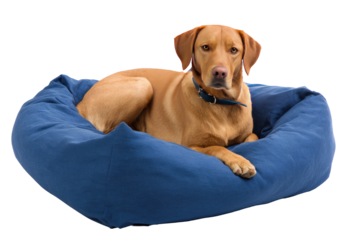 Dog resting comfortably in a blue dog bed