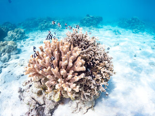 ミスジリュウキュウスズメダイ, Whitetail dascyllus, Dascyllus aruanus, スズメダイ科,
美しいサンゴ礁と熱帯魚の群れ。
安室島沖縄県
島尻郡慶良間諸島座間味島-2025
サンゴの産卵があり卵が漂う。沖縄本島から40km西方の諸島。30以上の島嶼群全体が国立公園に指定。珊瑚礁の青い海と白い砂浜は世界屈指の美。貴重な動植物が多数生息。
