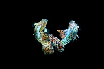 Fish in aquarium. Beautiful Guppy glides gracefully, its shimmering colors like strokes of living light. Each delicate fin flows like silk in water. Guppy isolated on black background.