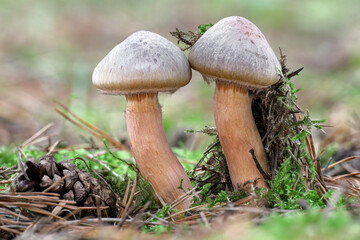 Edible mushroom Chroogomphus rutilus commonly known as brown slimecap or copper spike