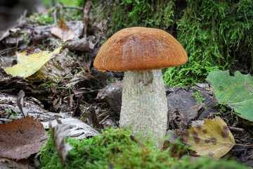 Beautiful edible orange birch bolete in colorful autumn forest