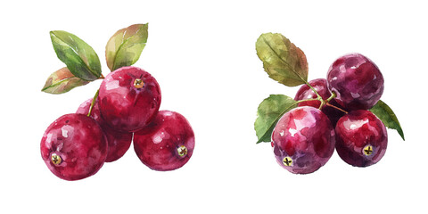 cute cranberry watercolor vector illustration