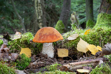 Beautiful edible Leccinum rufum mushroom also known as orange birch bolete in colorful autumn forest