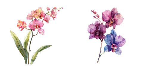 cute orchid watercolor vector illustration