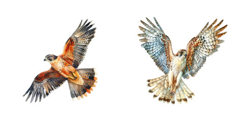 Obraz premium flying falcon watercolor vector illustration