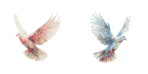 Fototapeta premium flying dove watercolor vector illustration