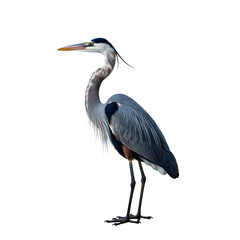 Great Blue Heron illustration standing sideways, showing its long neck and blue-gray plumage, isolated on transparent background