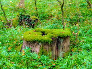 An old stump covered with green moss in the forest