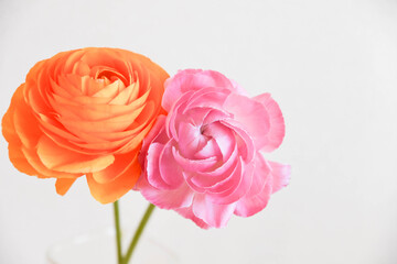 二色のラナンキュラス