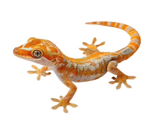 Fototapeta premium A vibrant orange and white gecko poses against a black background, showing textured skin