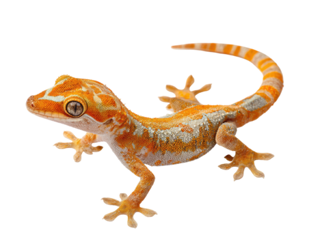 A vibrant orange and white gecko poses against a black background, showing textured skin