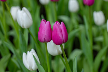Colorful tulips flowers blooming in a garden during spring time.