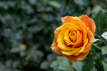 Close Up of Orange Rose Flower. Selective Focus