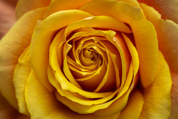 Close Up of Orange Rose Flower. Selective Focus