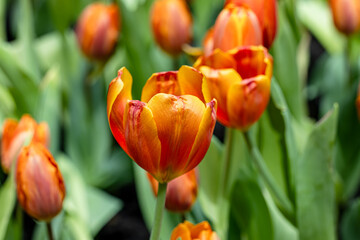 Organge Tulips. Blooming Flower. Summer. Spring