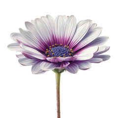 A vibrant close-up of a single daisy with white petals edged in purple, yellow center