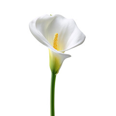 Isolated, elegant white flower with yellow center, black background, simple and bright
