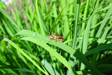 Two grasshoppers mating on a green leaf with morning dew