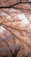 Cherry blossom tree branches with petals falling, gentle lighting, Phone wallpaper