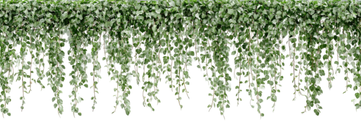 Dense, cascading greenery hangs in a  patterned display