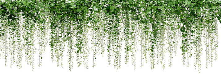 Lush, cascading greenery hangs in dense clusters