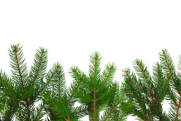 Obraz premium Vibrant green pine tips evoke holiday spirit and warmth, on white, PNG