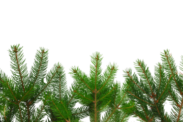 Vibrant green pine tips evoke holiday spirit and warmth, on white, PNG