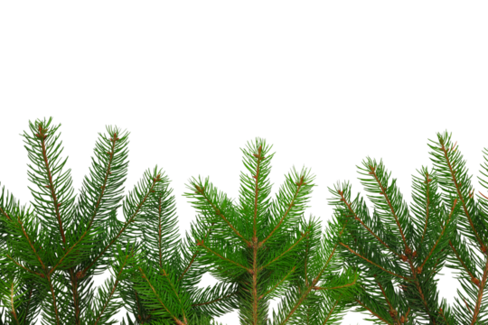 Vibrant green pine tips evoke holiday spirit and warmth, on white, PNG
