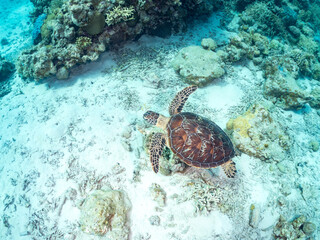 アオウミガメ, Green Turtle, Green Sea Turtle, Chelonia mydas, ウミガメ科,
美しいサンゴ礁と熱帯魚の群れ。
嘉比島沖縄県
島尻郡慶良間諸島座間味島-2025
サンゴの産卵があり卵が漂う。沖縄本島から40km西方の諸島。30以上の島嶼群全体が国立公園に指定。珊瑚礁の青い海と白い砂浜は世界屈指の美。貴重な動植物が多数生息。
