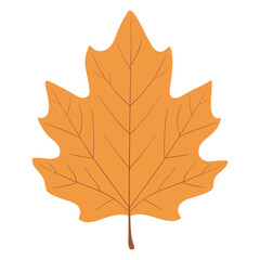 Obraz premium Autumn hickory leaf illustration simple fall vector