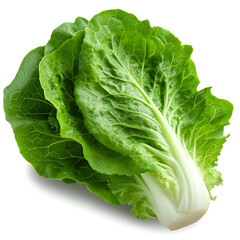 Fresh romaine lettuce harvest in organic farm close-up shot natural lighting healthy lifestyle concept