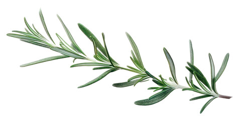 Fototapeta premium PNG Fresh rosemary herb sprig