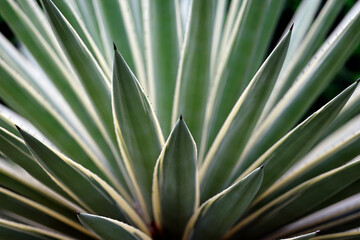 Green tropical plant in a garden. Luang Prabang. Laos.
