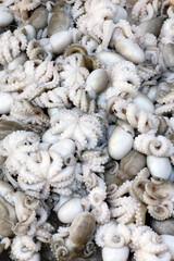 Fish market.  Freshly caught octopus for sale. Vung Tau. Vietnam.