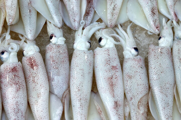 Fish market.   Freshly caught squid for sale. Vung Tau. Vietnam.