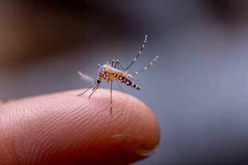 Close up of mosquito perched on human finger, showcasing its detailed body structure, including its legs, wings, and proboscis. background is softly blurred, emphasizing mosquito