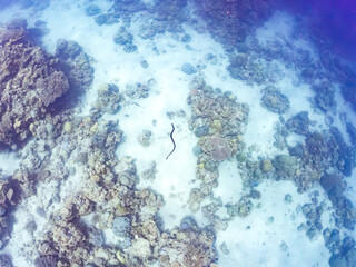 エラブウミヘビ, Chinese sea snake, Laticauda semifasciata,...