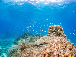 デバスズメダイ, Blue green damselfish, Chromis viridis, Blue green chromis, スズメダイ科,
美しいサンゴ礁と熱帯魚の群れ。
嘉比島沖縄県
島尻郡慶良間諸島座間味島-2025
サンゴの産卵があり卵が漂う。沖縄本島から40km西方の諸島。30以上の島嶼群全体が国立公園に指定。珊瑚礁の青い海と白い砂浜は世界屈指の美。貴重な動植物が多数生息。
