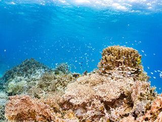 デバスズメダイ, Blue green damselfish, Chromis viridis, Blue green chromis, スズメダイ科,
美しいサンゴ礁と熱帯魚の群れ。
嘉比島沖縄県
島尻郡慶良間諸島座間味島-2025
サンゴの産卵があり卵が漂う。沖縄本島から40km西方の諸島。30以上の島嶼群全体が国立公園に指定。珊瑚礁の青い海と白い砂浜は世界屈指の美。貴重な動植物が多数生息。
