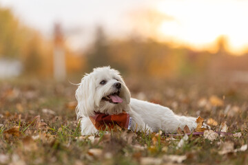 Coton de Tulear dog lying in autumn leaves at golden hour