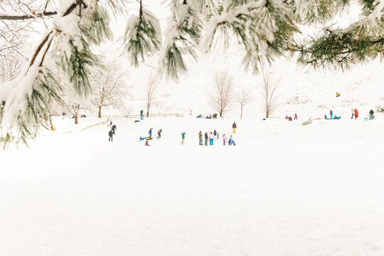 Children and families sledding beneath snowy pine branches