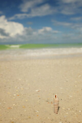 Spiral shell in warm sand beautiful tropical beach Anna Maria Is