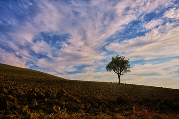 Fototapeta premium Plant in the fields, Tuscany, Italy