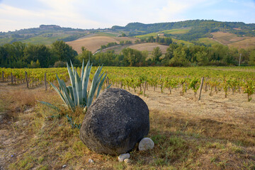 Fototapeta premium Odmiana winogron z agawą, Toskania, Włochy