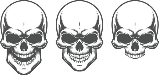 Three Skulls In Different Sizes human skull skeleton