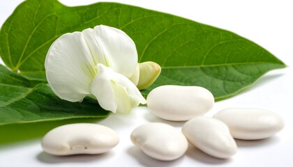 Lima Beans with Flower and Leaf - A Fresh and Nutritious Harvest.